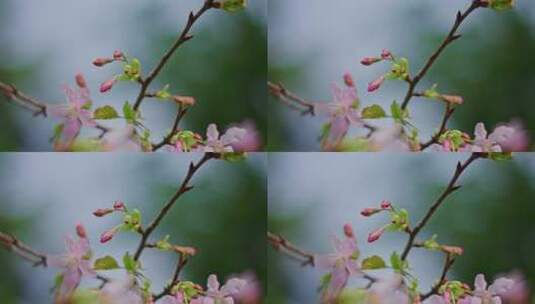 春暖花开春天花园花朵花蕊花头高清在线视频素材下载