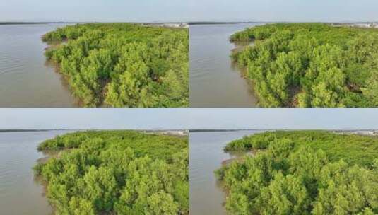 航拍福建漳州九龙江生态系统红树林湿地高清在线视频素材下载