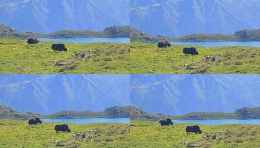 甘孜党龄卓雍措高山湖泊草原牧场吃草的牦牛高清在线视频素材下载