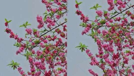 春暖花开桃花盛开高清在线视频素材下载