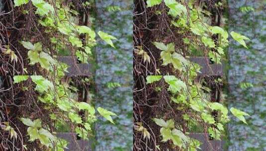 绿色藤蔓的小枝叶风中摇曳4K高清在线视频素材下载