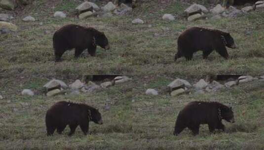 肉桂熊侧面轮廓步行slomo平移高清在线视频素材下载