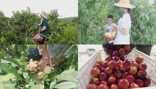 果园采摘农民丰收高清在线视频素材下载