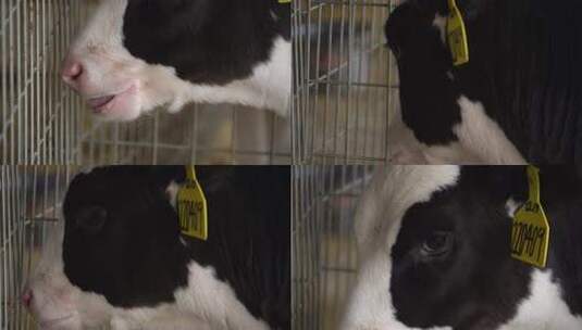 奶牛 小奶牛 奶牛场 奶牛养殖 (3)高清在线视频素材下载