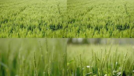 春天的冬麦麦子麦田高清在线视频素材下载