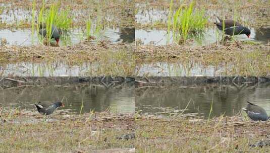 沼泽湿地池塘里黑水鸡觅食高清在线视频素材下载