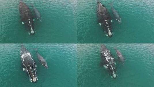 巴塔哥尼亚海沙洛清澈的水域中，南露脊鲸的母亲和幼鲸一起呼吸高清在线视频素材下载