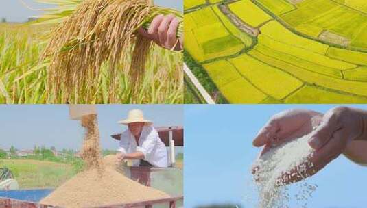 稻田稻米高清在线视频素材下载