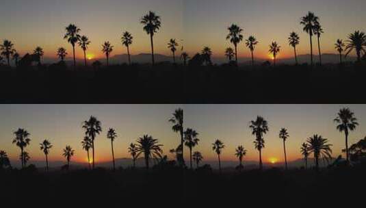 日落时的棕榈树剪影高清在线视频素材下载