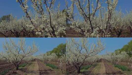春天开满鲜花的果园高清在线视频素材下载