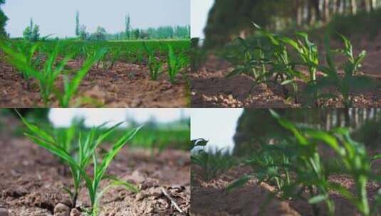 玉米高粱苗庄稼农作物生长高清在线视频素材下载