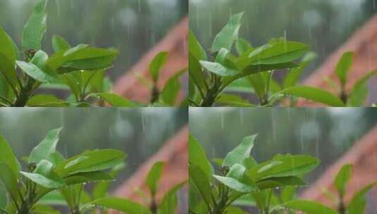 雨中的茶树 树叶下雨 雨水落在茶叶上高清在线视频素材下载