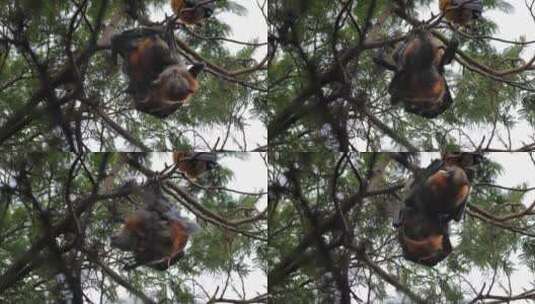 两只交配的果蝠倒挂在树枝上，白天马夫拉，维多利亚，澳大利亚高清在线视频素材下载
