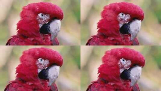金刚鹦鹉的肖像照片高清在线视频素材下载