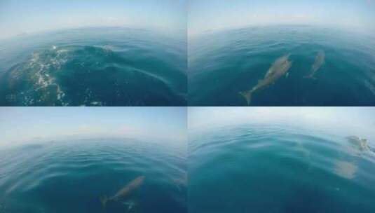 海豚群海洋里的海豚海豚跃出水面一群海豚！高清在线视频素材下载