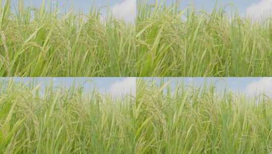 水稻丰收稻田大米稻穗高清在线视频素材下载