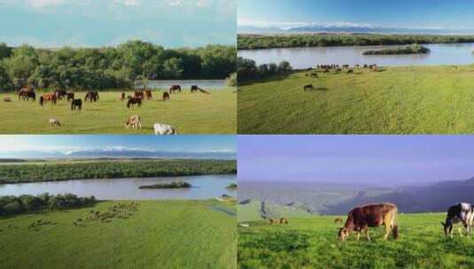 新疆伊犁大草原吃草的牛马羊高清在线视频素材下载