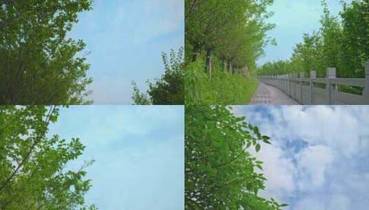 4K重庆夏日植物蓝天白云实拍高清在线视频素材下载