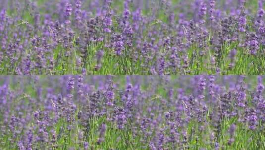 盛开的薰衣草特写 蜜蜂在花间采蜜高清在线视频素材下载