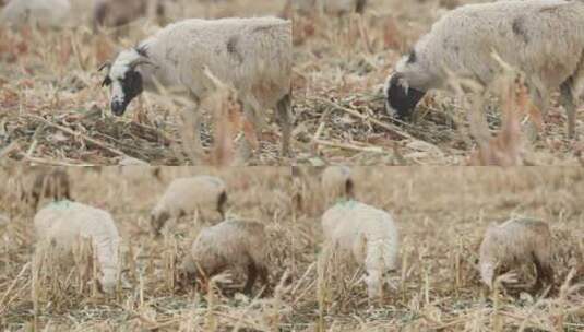 新疆准噶尔牧民放羊高清在线视频素材下载