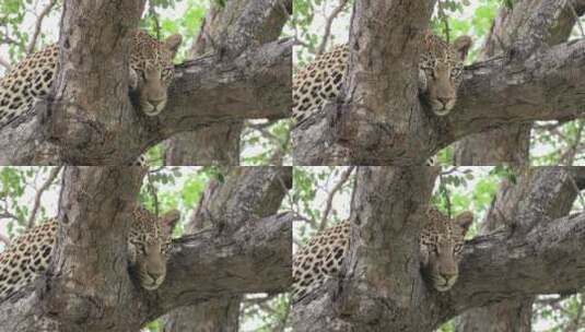 非洲，一只有着美丽的大眼睛的豹子在树上放松。高清在线视频素材下载