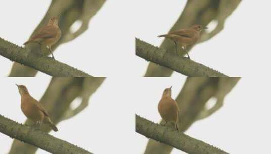 树早午餐上的Rufous hornero高清在线视频素材下载