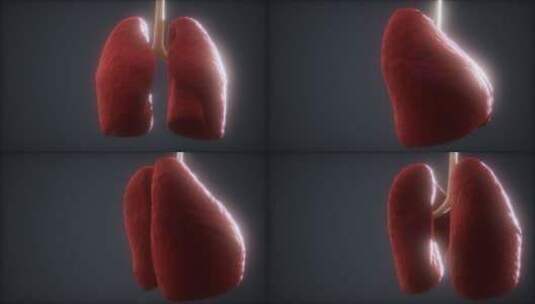 人体器官肺部的展示结构高清在线视频素材下载