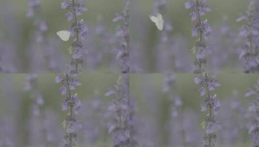 薰衣草上的蝴蝶高清在线视频素材下载