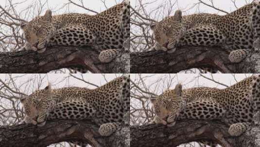睡在树上的成年豹子高清在线视频素材下载