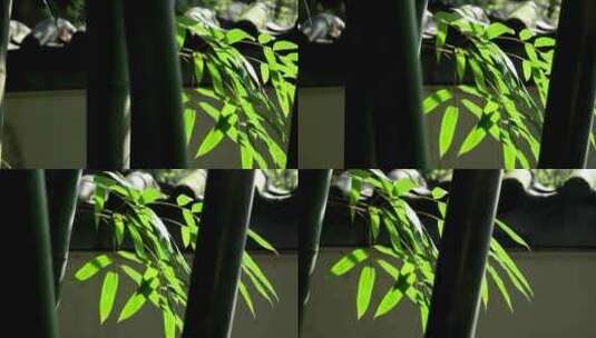 竹子 竹叶 竹林园林意境高清在线视频素材下载
