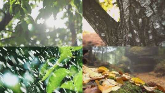 【合集】自然风光 树叶 阳光穿透树叶高清在线视频素材下载