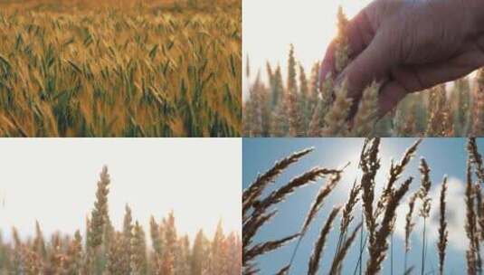 【合集】秋天丰收金灿灿的麦子高清在线视频素材下载