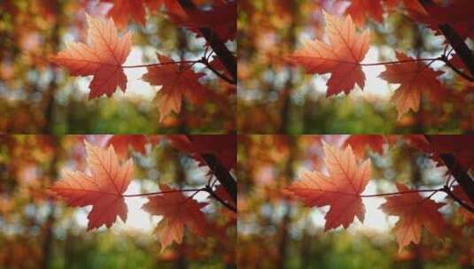 秋天红枫叶空镜高清在线视频素材下载