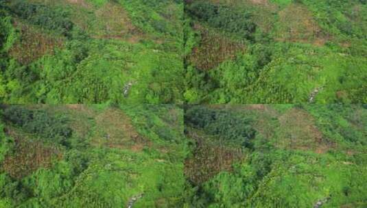 海南热带雨林国家森林里的槟榔种植园与溪流高清在线视频素材下载