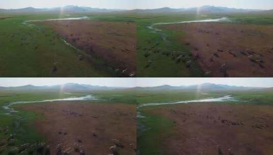 航拍内蒙古草原羊群奔跑万羊奔腾高清在线视频素材下载