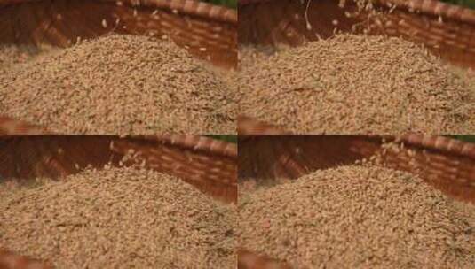 稻子 谷子 农作物高清在线视频素材下载