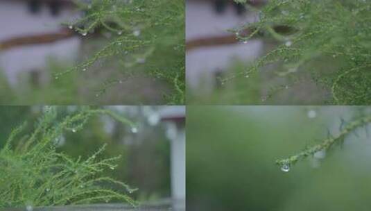 雨天小草上水珠高清在线视频素材下载