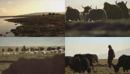 西藏高原牧场牦牛高清在线视频素材下载