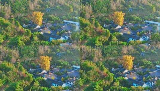 西安古观音禅寺千年银杏树高清在线视频素材下载