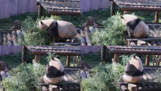 大熊猫吃竹子实拍高清在线视频素材下载