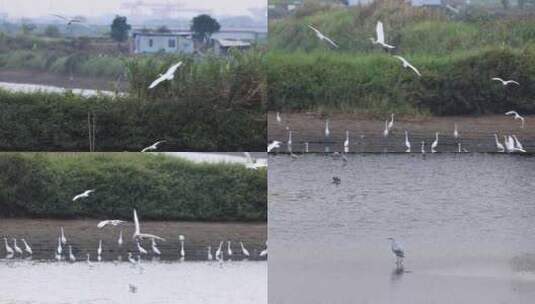 湿地栖息的白鹭群高清在线视频素材下载