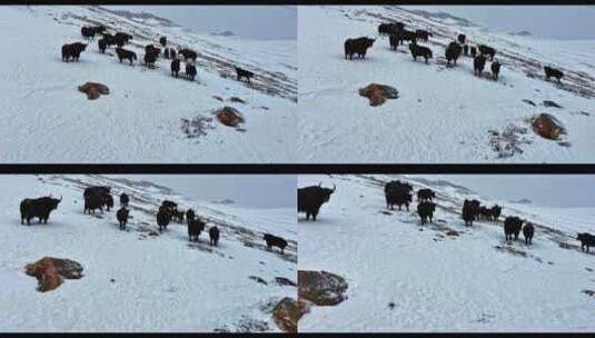 高清航拍雪山牦牛高原风光高清在线视频素材下载