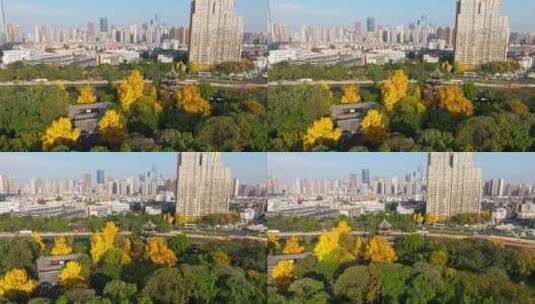 美丽成都望江楼公园的秋天金黄的银杏城市高清在线视频素材下载
