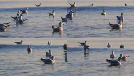 海面上的海鸥高清在线视频素材下载
