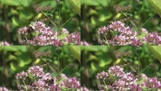 蜜蜂在花朵上飞翔采蜜的特写镜头高清在线视频素材下载