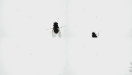 苍蝇爬动微距特写镜头高清在线视频素材下载