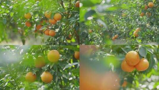 树上成熟的砂糖橘高清在线视频素材下载