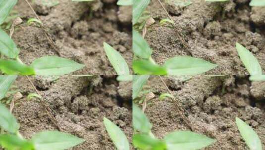 密密麻麻的蚂蚁实拍高清在线视频素材下载