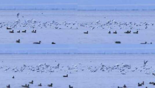深圳湾的黑脸琵鹭、红嘴鸥高清在线视频素材下载