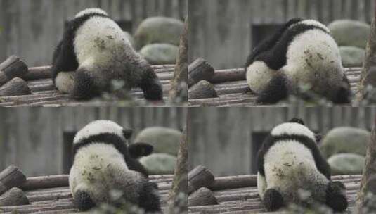 两只大熊猫幼崽玩耍摔跤打闹嬉戏憨态可掬高清在线视频素材下载